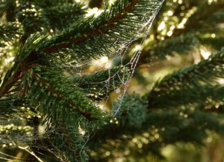 Jak pytać o potrzeby klienta?