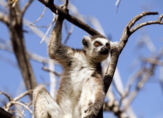 Co chroni przed zachowaniami ryzykownymi?