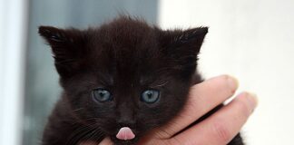 Jak korzystać z Putty?