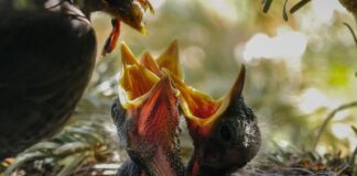 Czy można karmić w Tuliku?