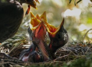 Jak karmić dziecko z Nakładkami?